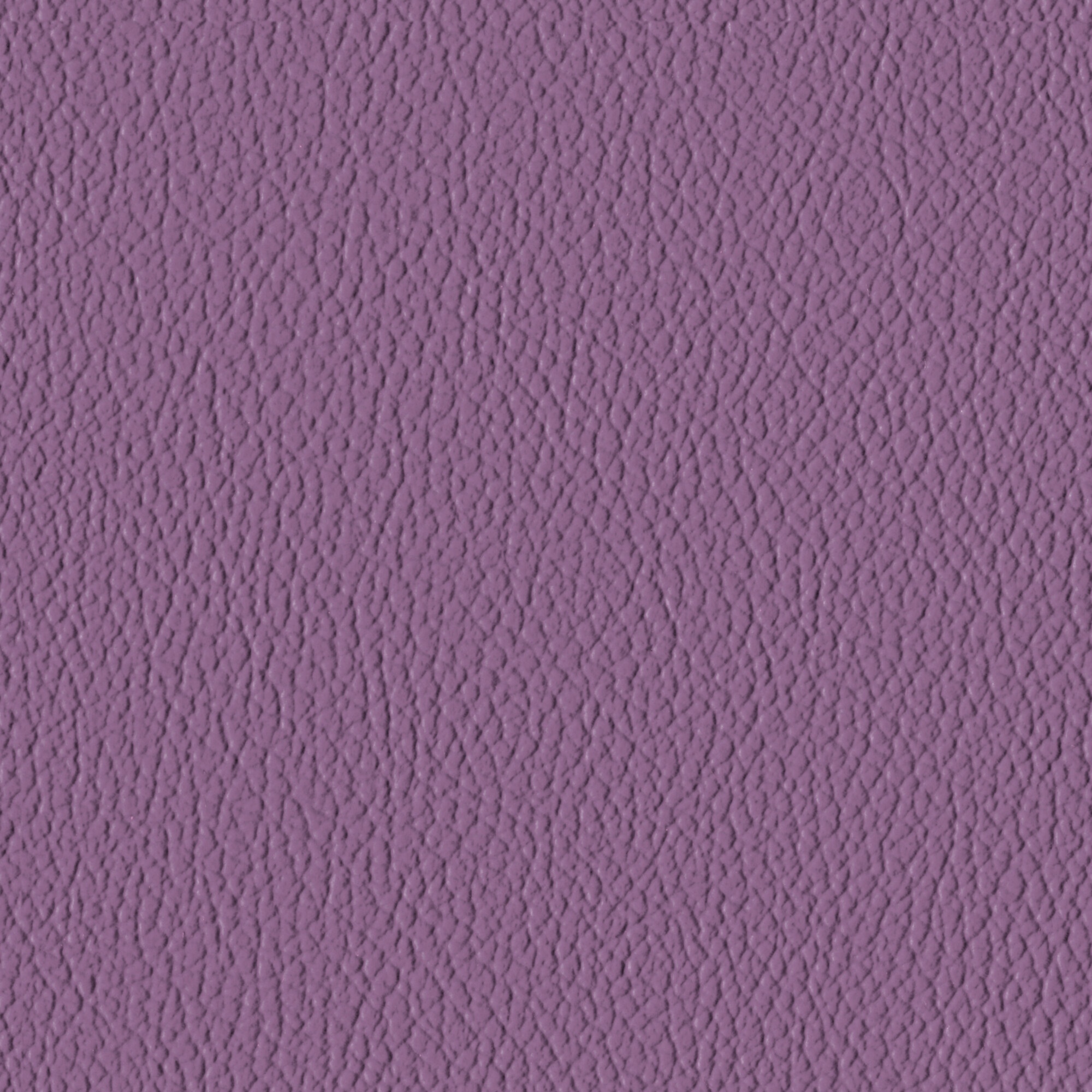 Wisteria