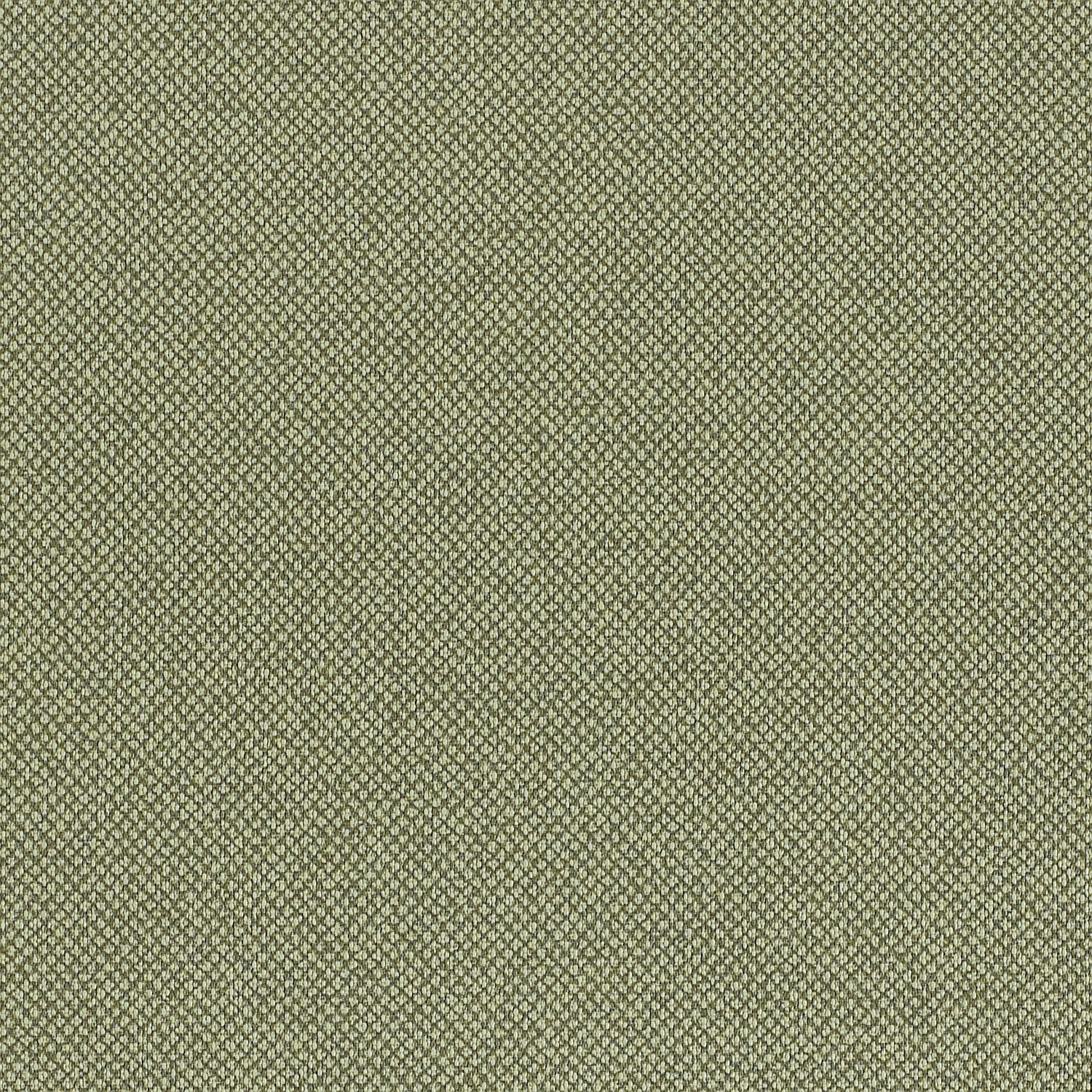 Lichen